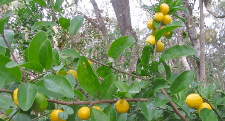 पेट से लेकर हड्डियों तक के लिए बेहद फायदेमंद है हॉग प्लम (Hog Plum)