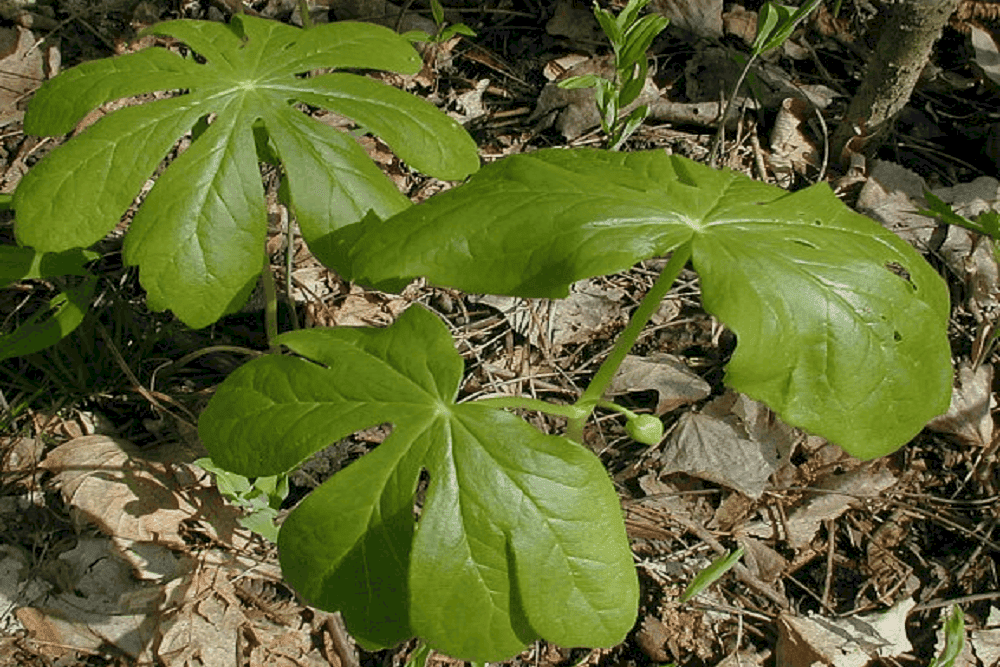 May Apple: 'मे एप्पल' क्या है?