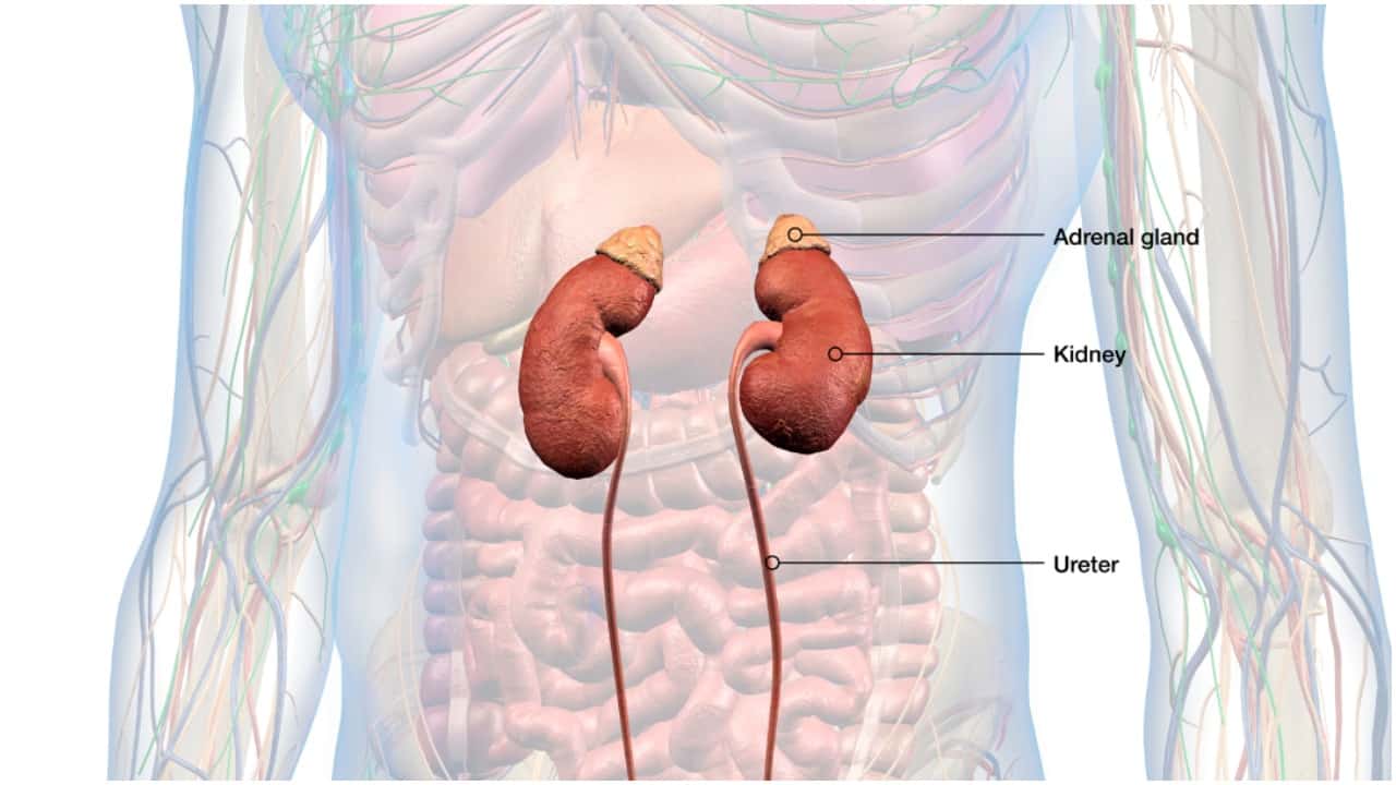 Adrenalectomy: एड्रिनलक्टॉमी सर्जरी क्या है? जानें इसके कारण, लक्षण और उपाय