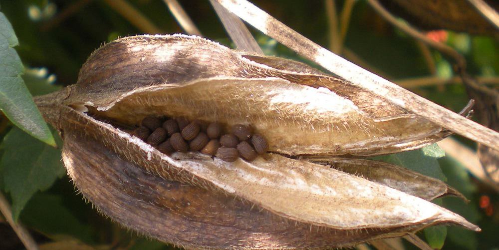 Ambrette: मुस्कदाना क्या है?