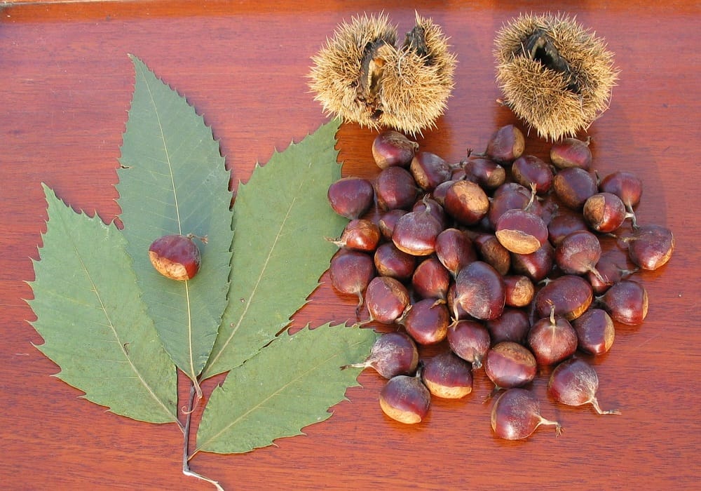American Chestnut: अमेरिकी शाहबलूत क्या है?