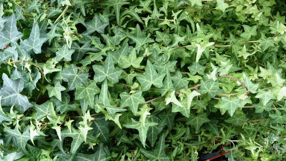 English Ivy: अंग्रेजी आईवी क्या है?