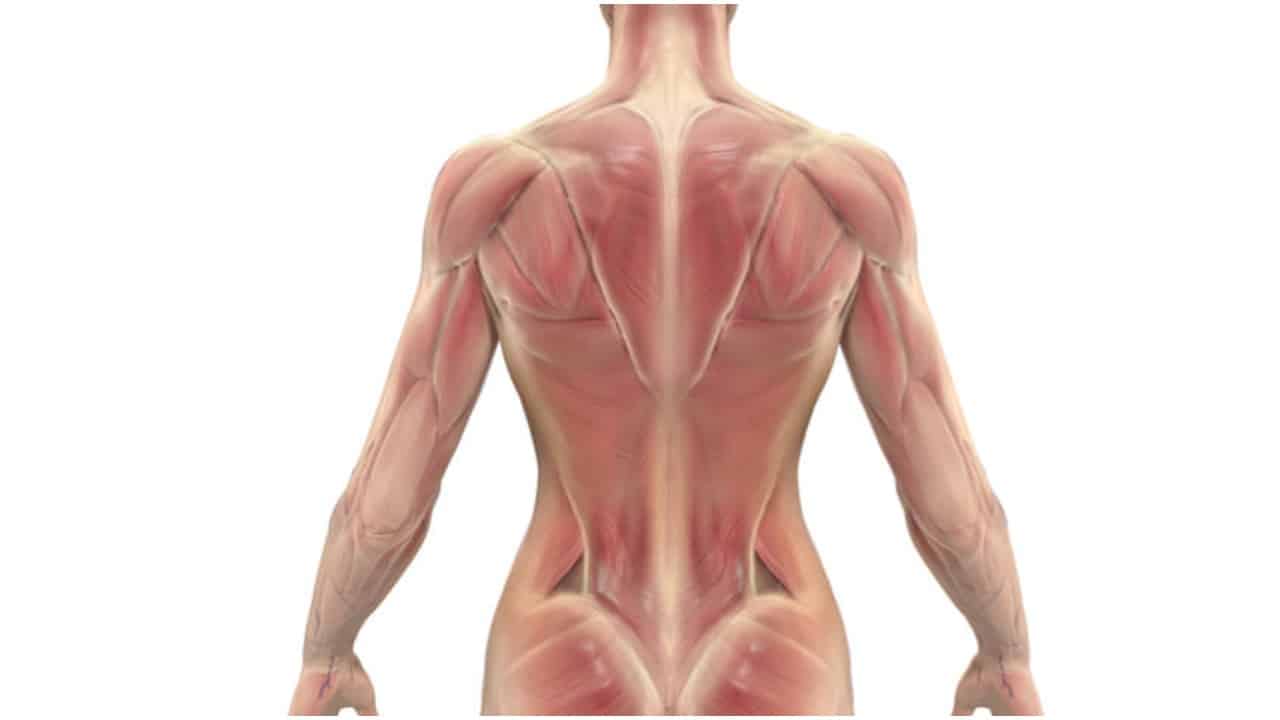 Muscle strain : मसल्स स्ट्रेन क्या है?