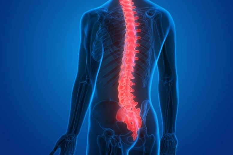 Spinal cord injury : स्पाइनल कॉर्ड इंजरी क्या है?