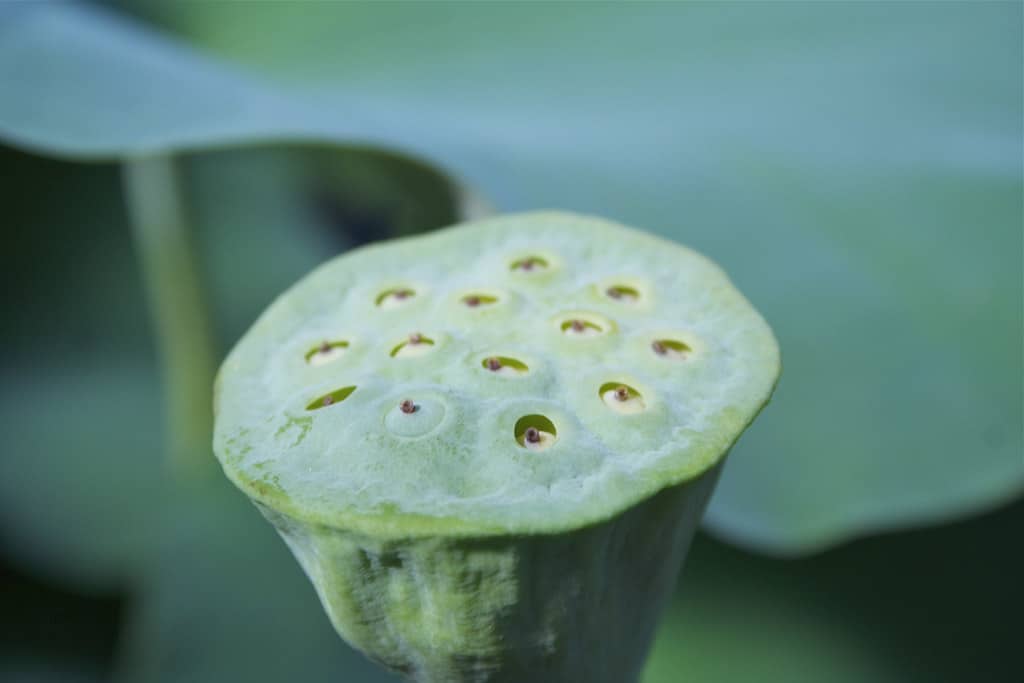 Trypophobia : ट्राइपोफोबिया क्या है?