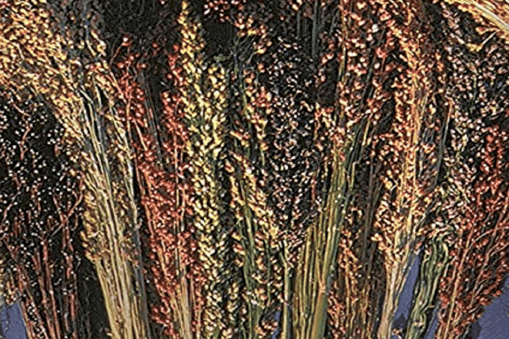 Broom Corn: ब्रूम कॉर्न क्या है ? जानिए इसके फायदे और साइड इफेक्ट