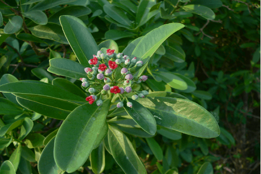 Tylophora: टायलोफोरा क्या है?