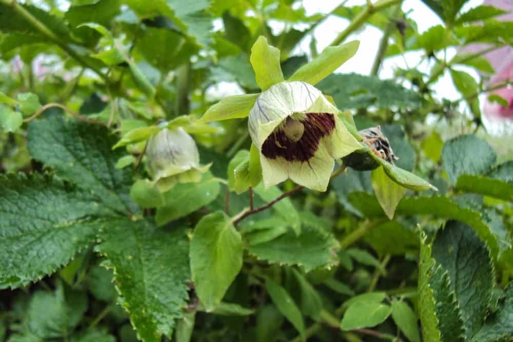 Codonopsis: कोडोनोपसिस क्या है?