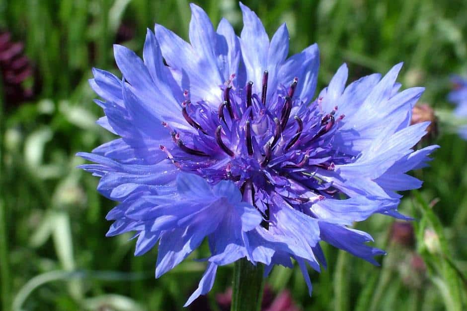 Cornflower: नीलकूपी क्या है?