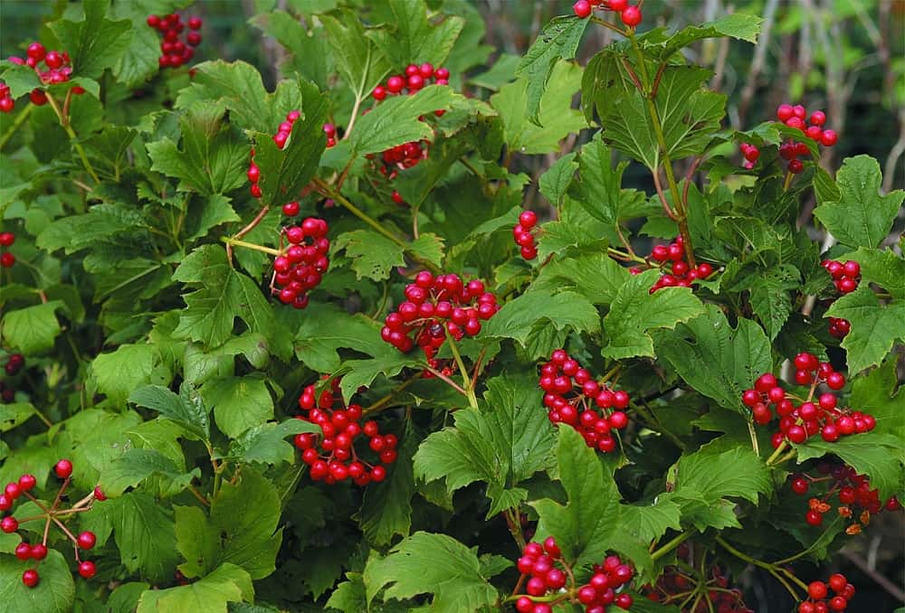 Cramp Bark: क्रैम्प बार्क क्या है?