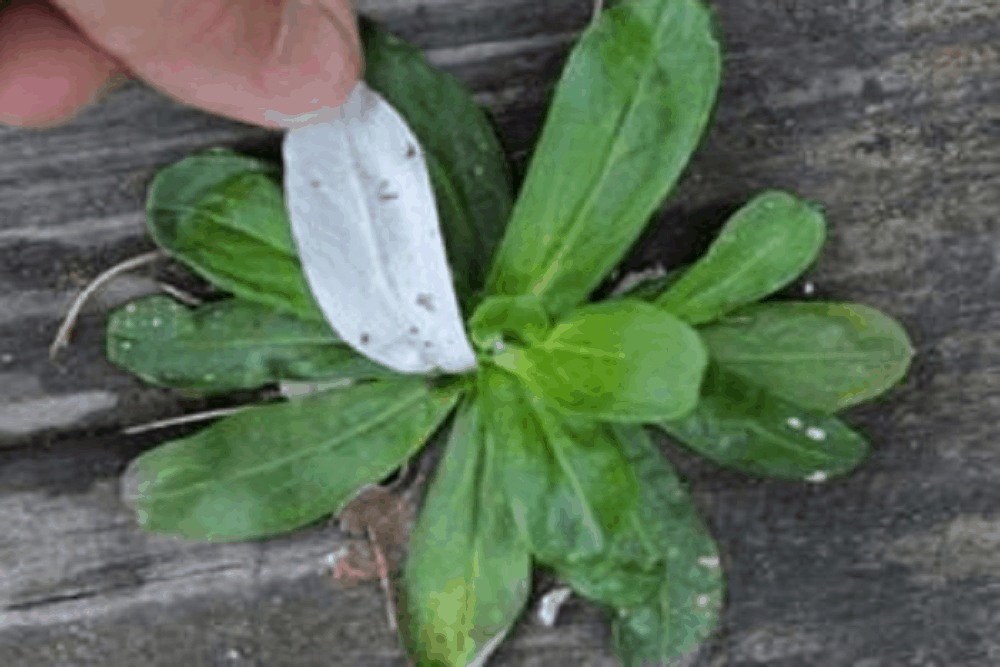 Cudweed: कडवीड क्या है?