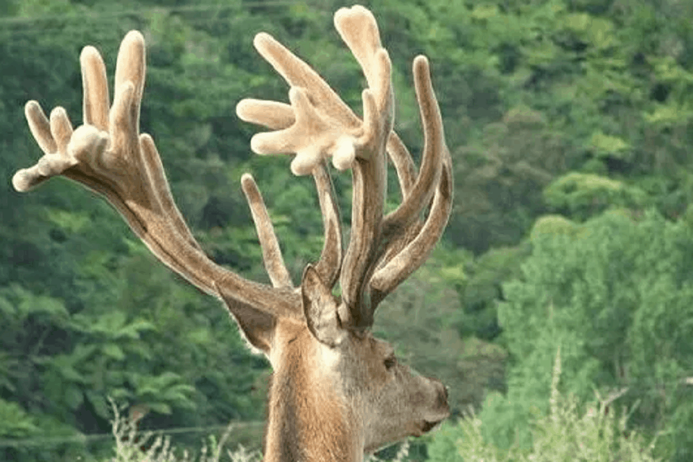 Deer Velvet: डियर वेलवेट क्या है?