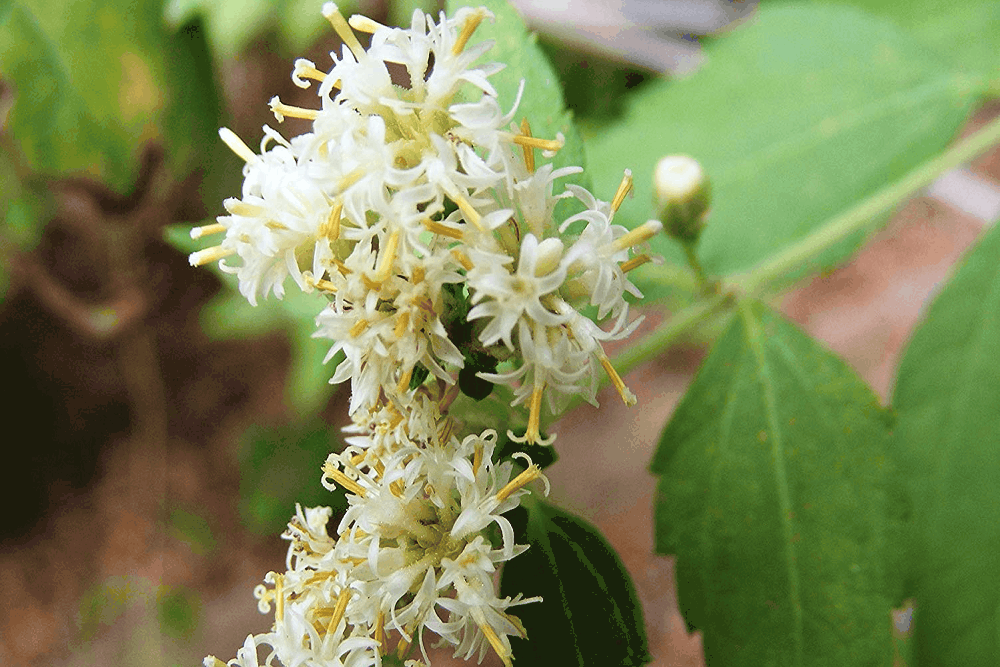 Calea Zacatechichi: कैलिया जकाटेचिचि क्या है ? जानिए इसके फायदे और साइड इफेक्ट