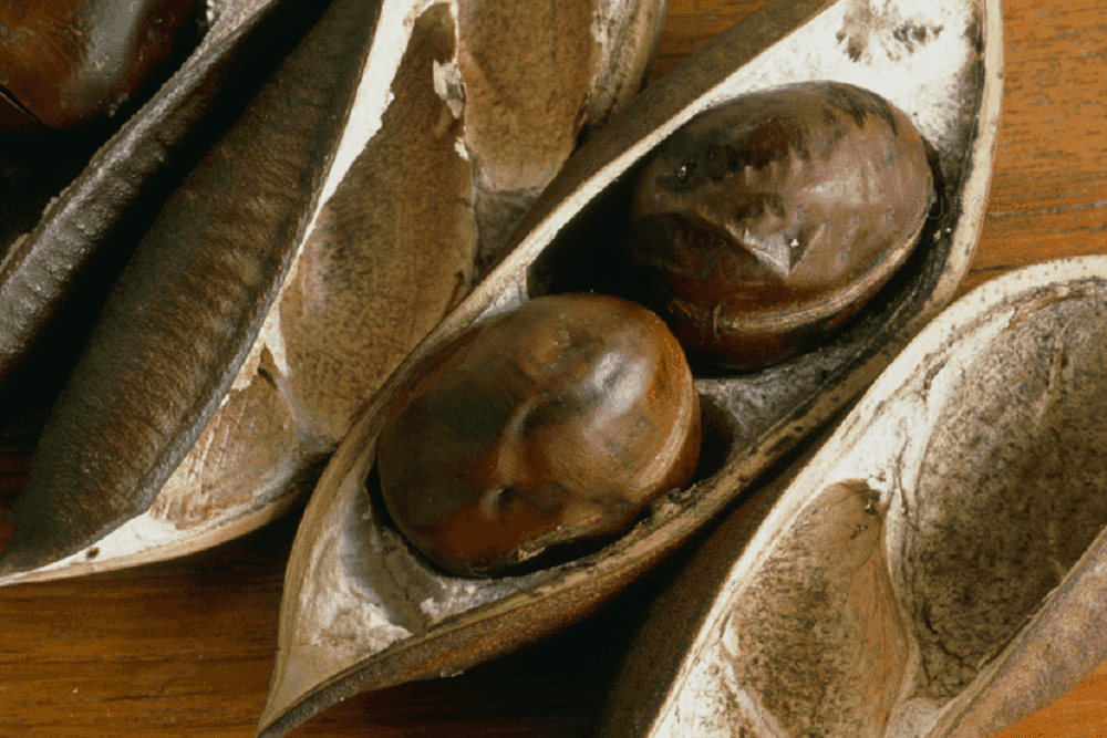 Calabar Bean: कैलबार बीन क्या है?