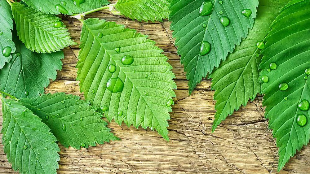 Elm Bark: एल्म की छाल क्या है?