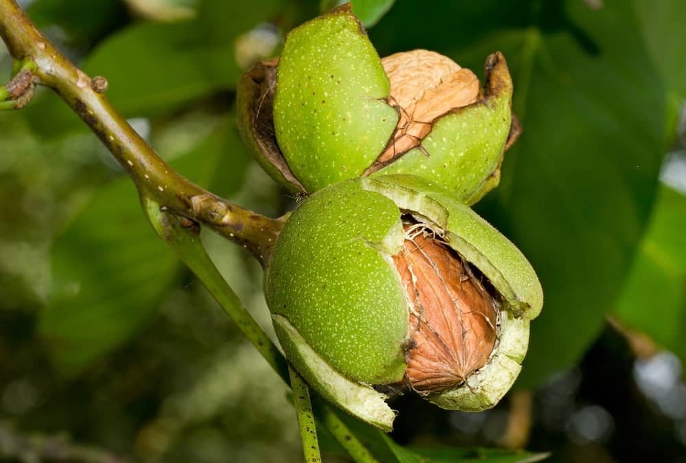 English Walnut: इंग्लिश अखरोट क्या है?
