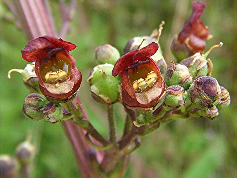 Figwort: फिगवॉर्ट क्या है?