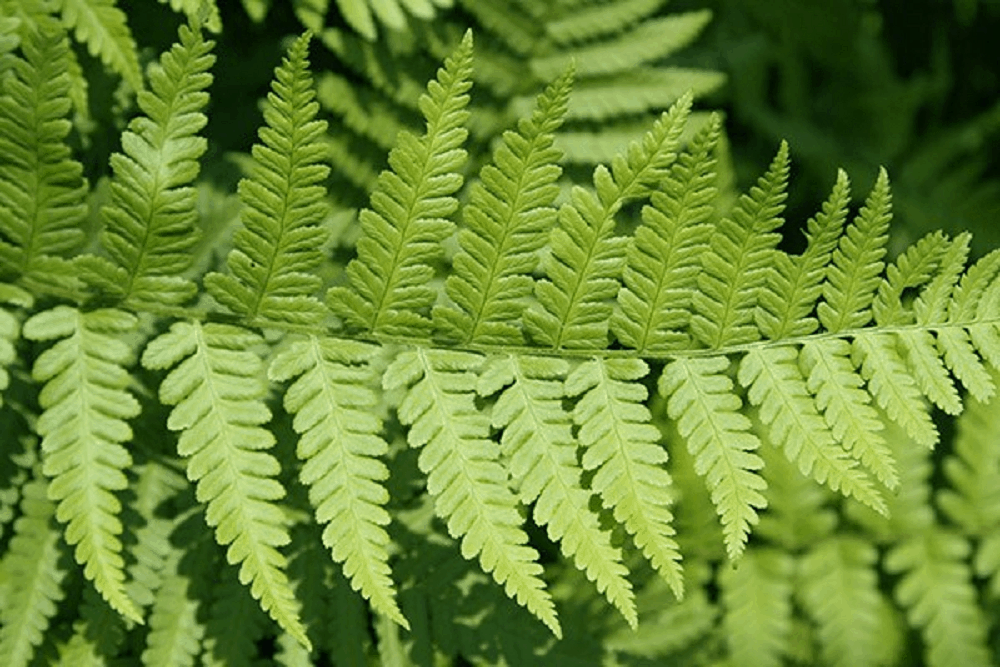 Male Fern: मेल फर्न क्या है?