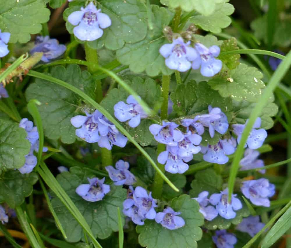 Ground-Ivy: ग्राउंड आइवी क्या है?