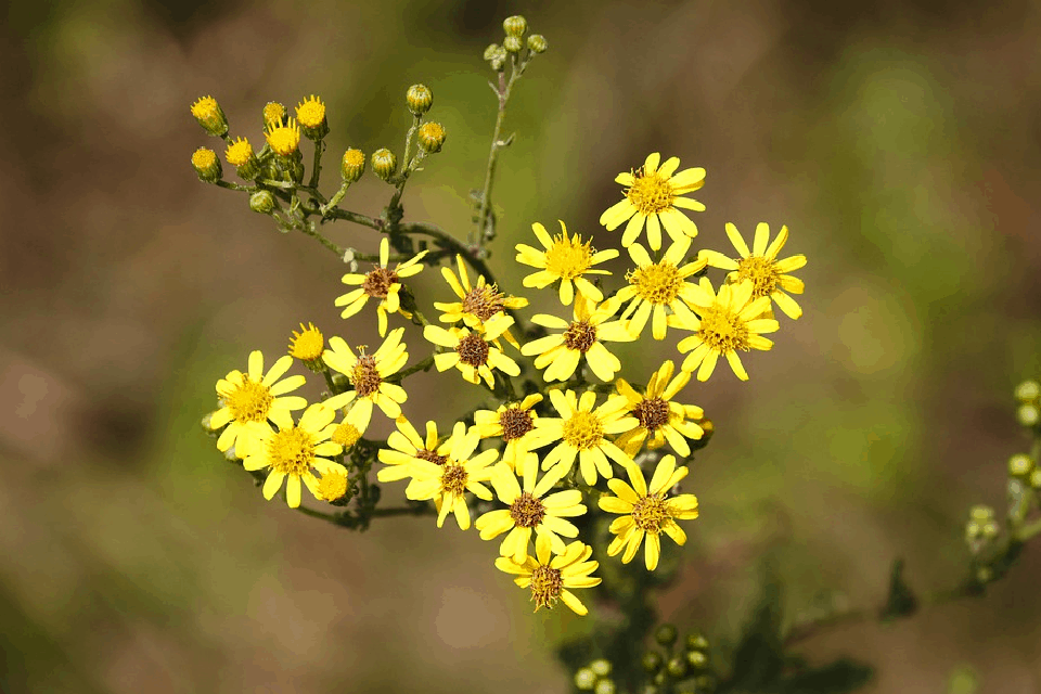 Groundsel: ग्राउंडसेल क्या है?