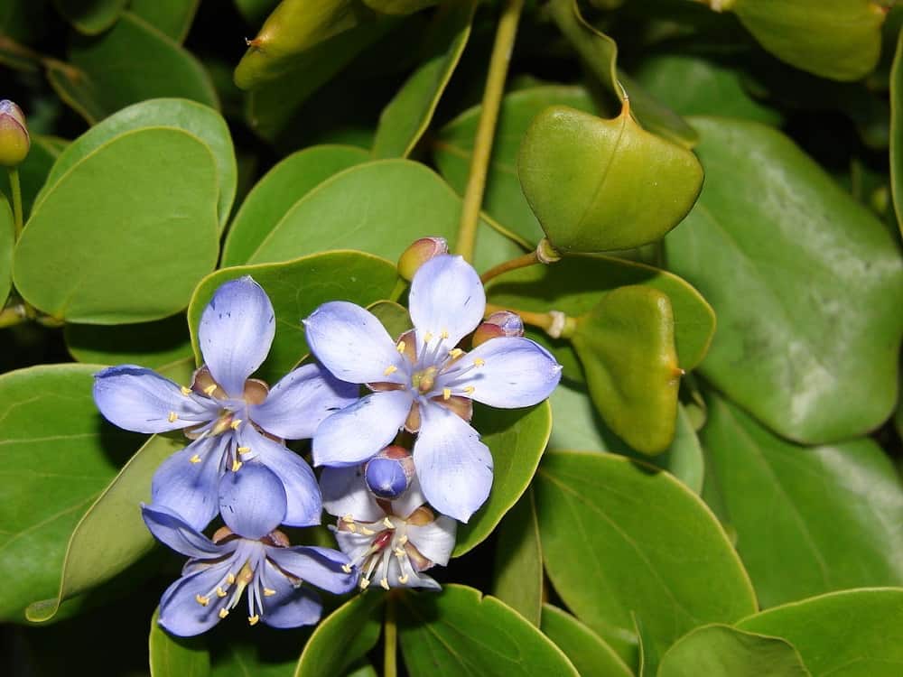 Guaiac Wood: ग्वायक वुड क्या है?