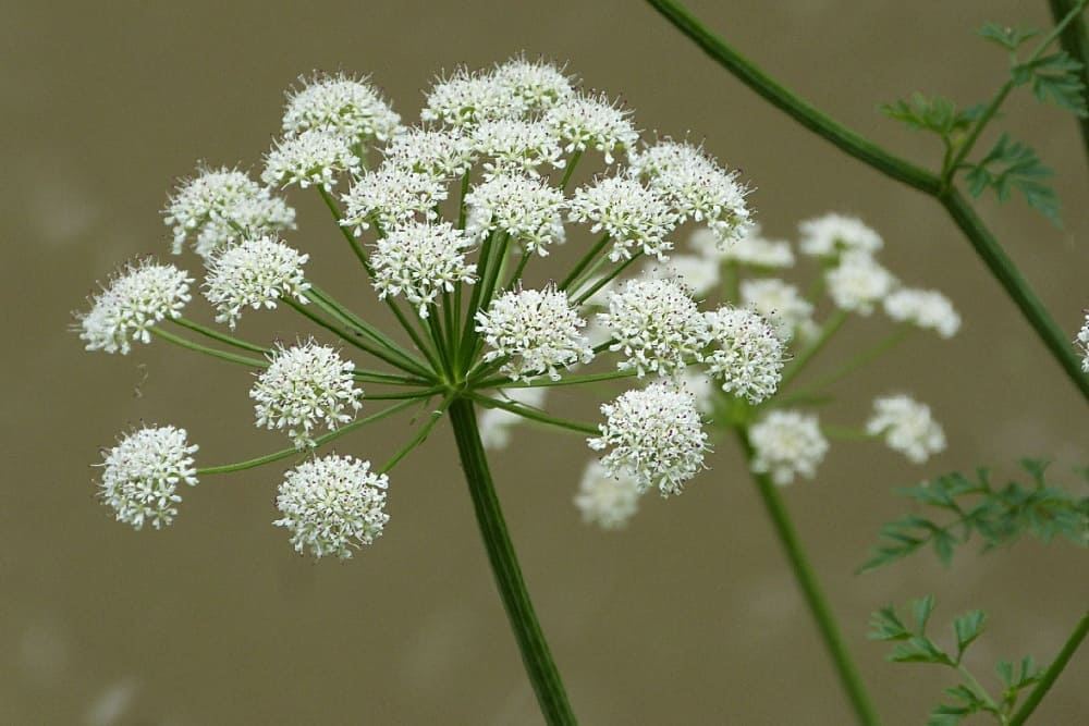 Hemlock Water Dropwort: हेमलॉक वॉटर ड्रॉपवॉर्ट क्या है?