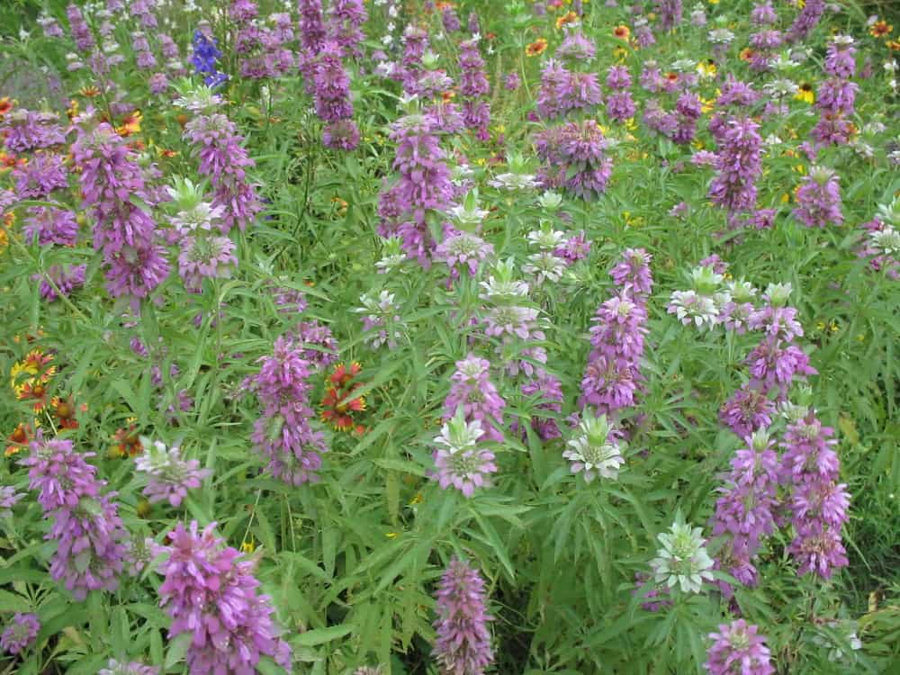 Horsemint: हॉ‍र्समिंट क्या है?
