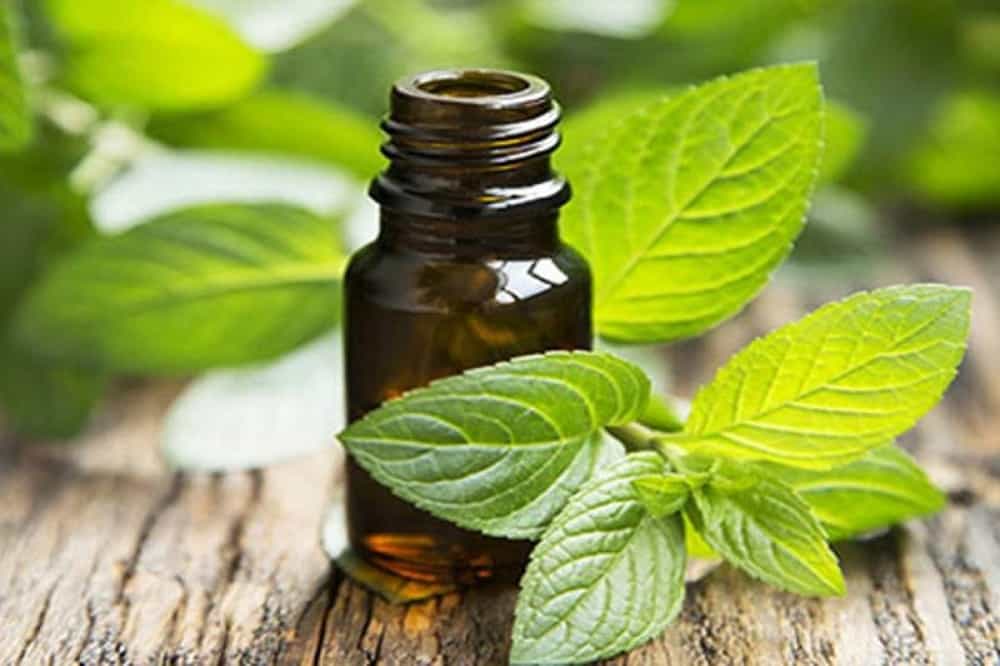 Japanese Mint: जापानी पुदीना क्या है?