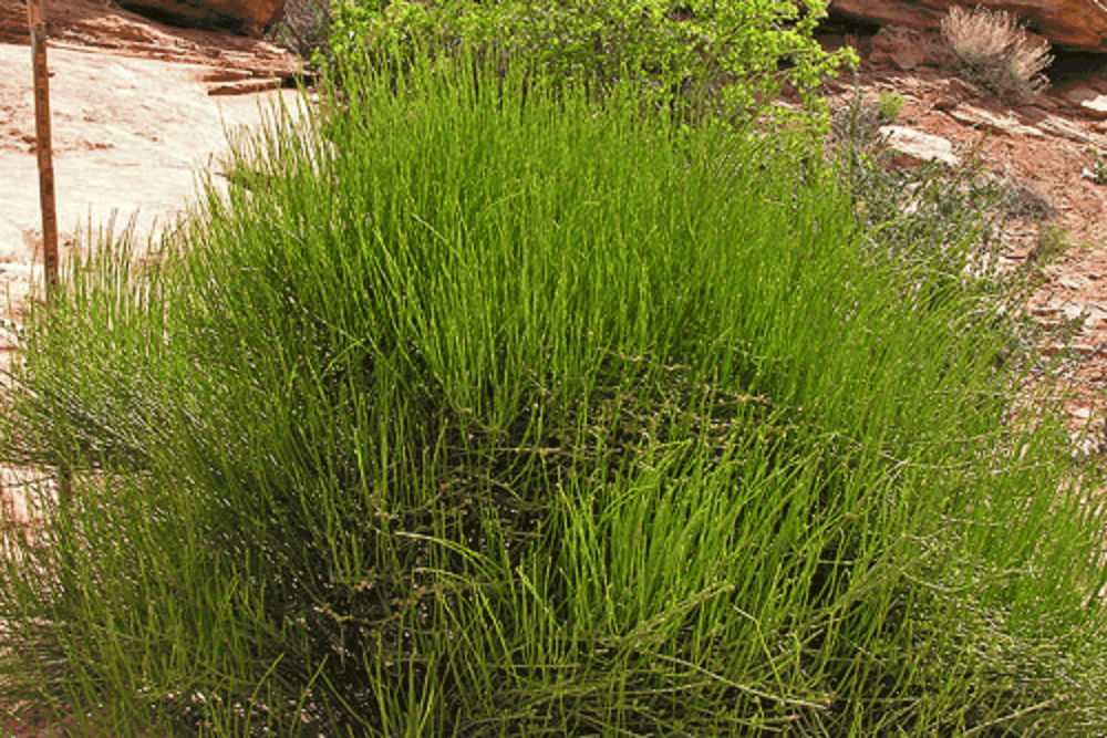 Mormon Tea: मॉरमर्न टी क्या है?