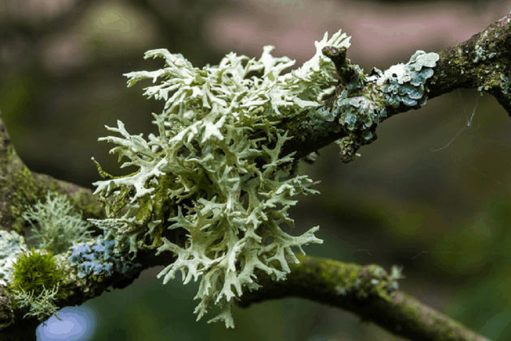 Oak Moss: ओक मॉस क्या है?