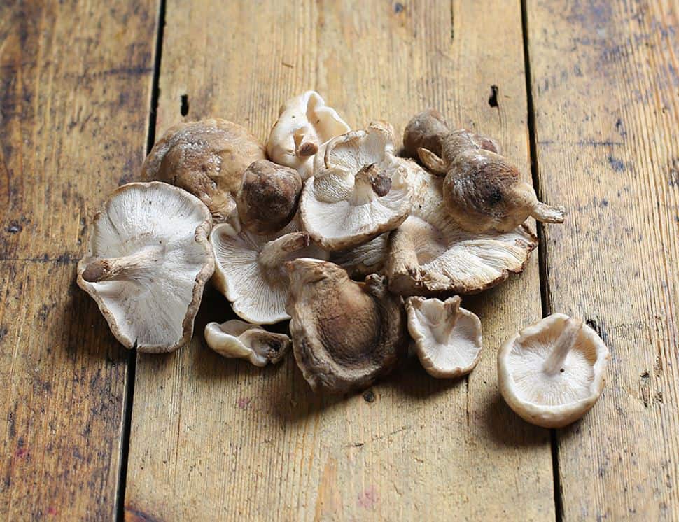 Shiitake Mushroom: शिटाके मशरूम क्या है?