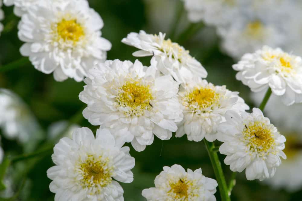 अकरकरा के फायदे एवं नुकसान – Health Benefits of Pellitory