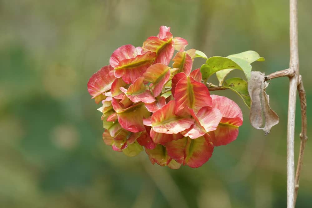 thunder god vine: थंडर गॉड वाइन क्या है?