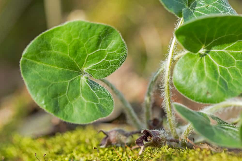 asarum: असरम क्या है?