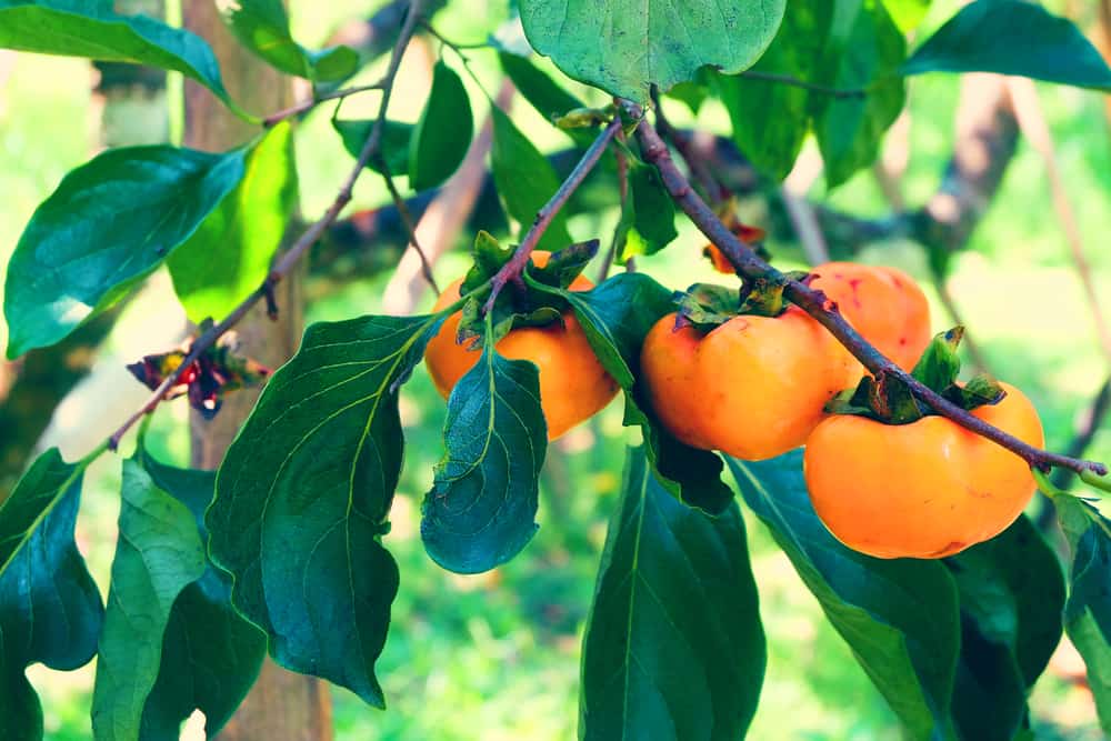 Japanese Persimmon: जापानी परसीमन क्या है?