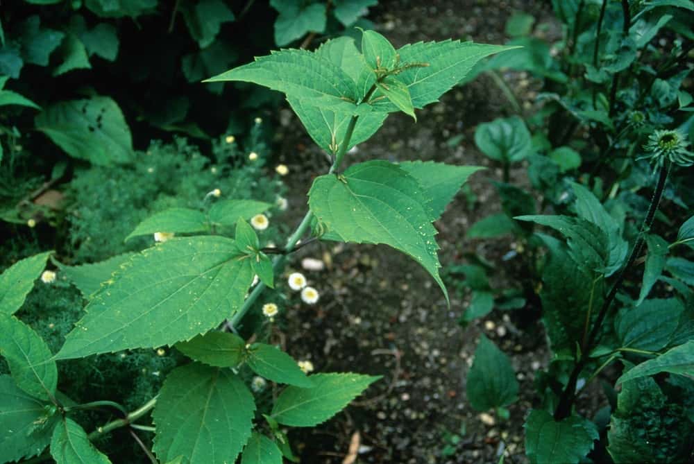 Stone Root: स्टोन रूट क्या है?