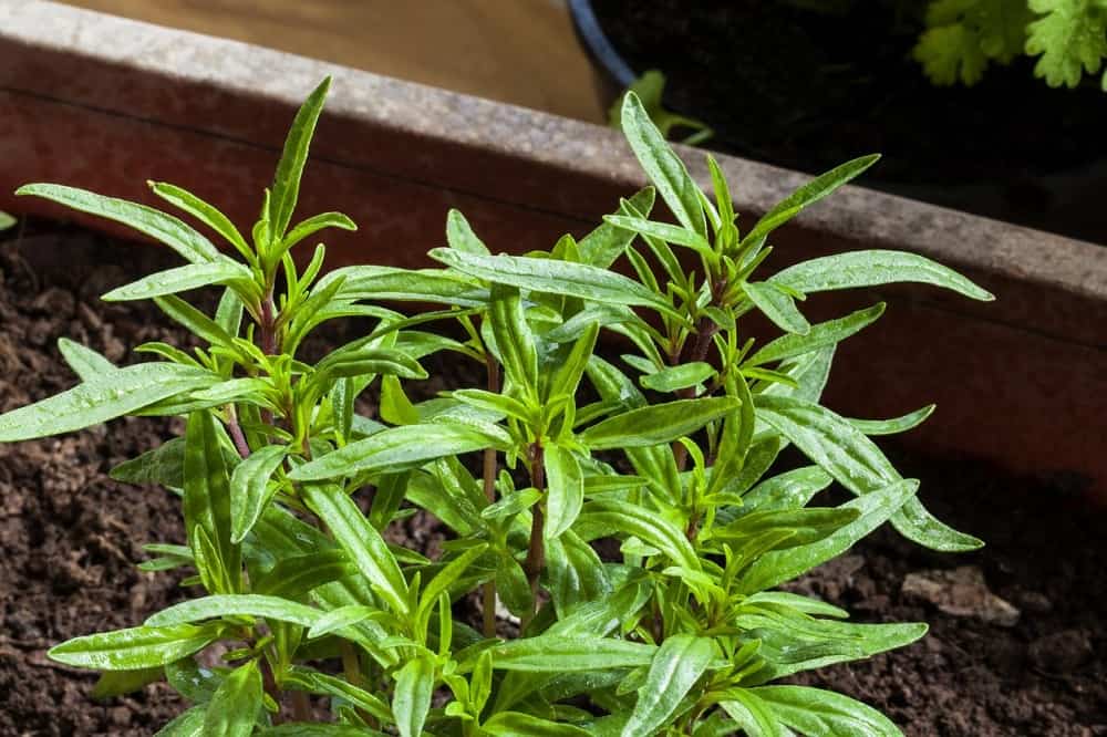 Summer Savory: समर सेवरी क्या है?