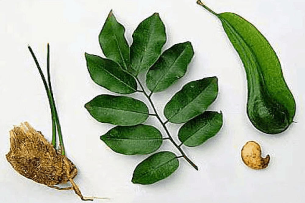 Tolu Balsam: टॉलू बालसम क्या है?