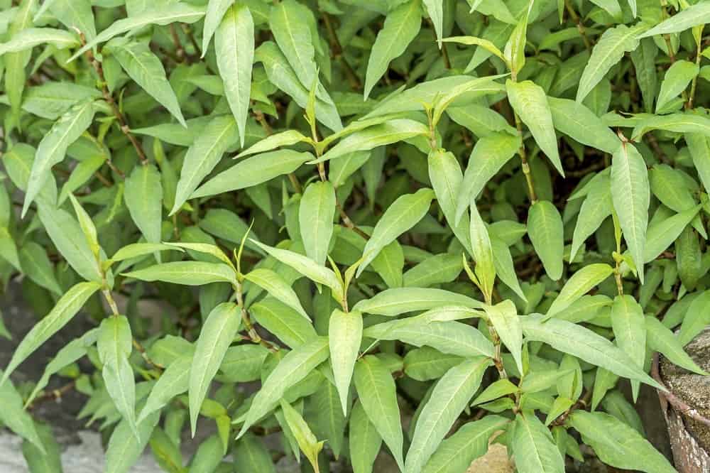 Vietnamese Coriander : वियतनामी धनिया क्या है?
