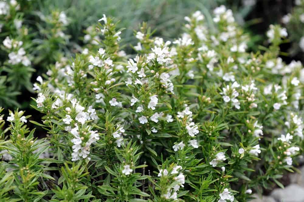 Winter Savory: विंटर सेवरी क्या है?