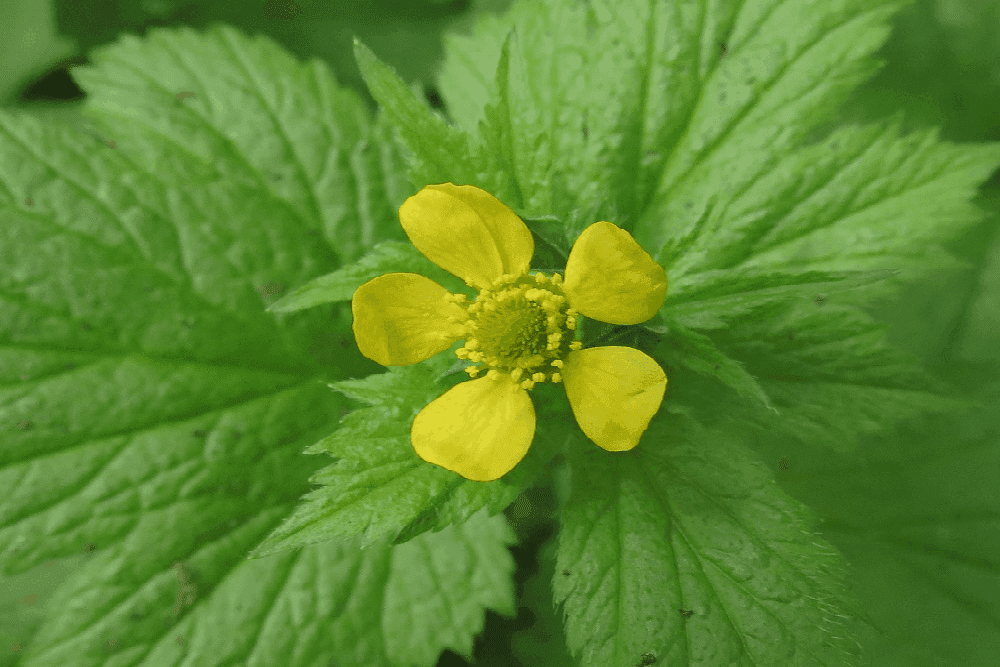 Avens: अवेंस क्या है?