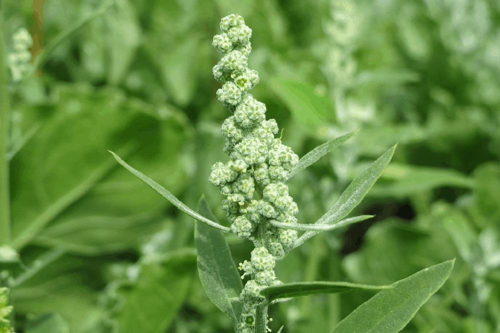 बथुए का तेल के फायदे एवं नुकसान – Health Benefits of Chenopodium Oil