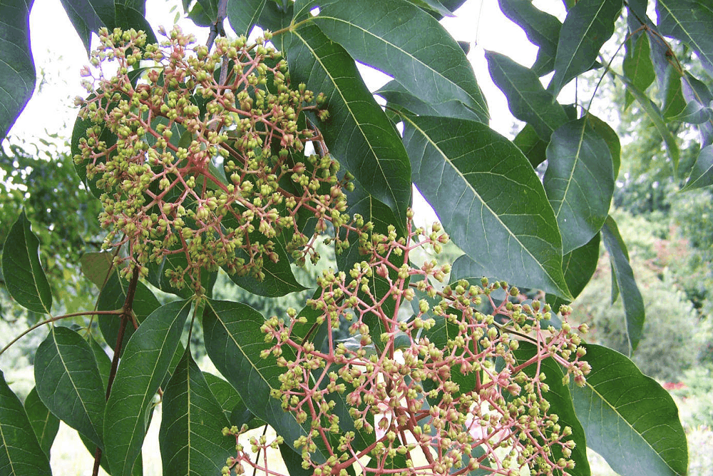 Evodia: इवोडिया क्या है?