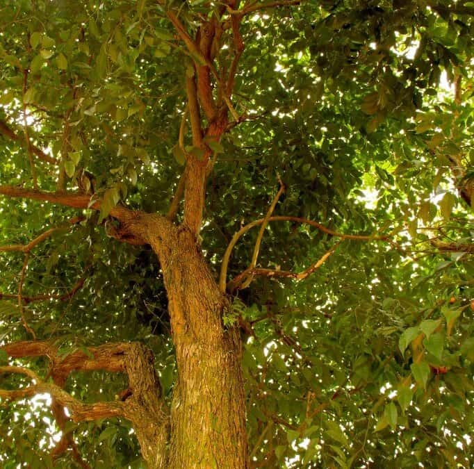 Pao pereira: पाओ परेरा क्या है?