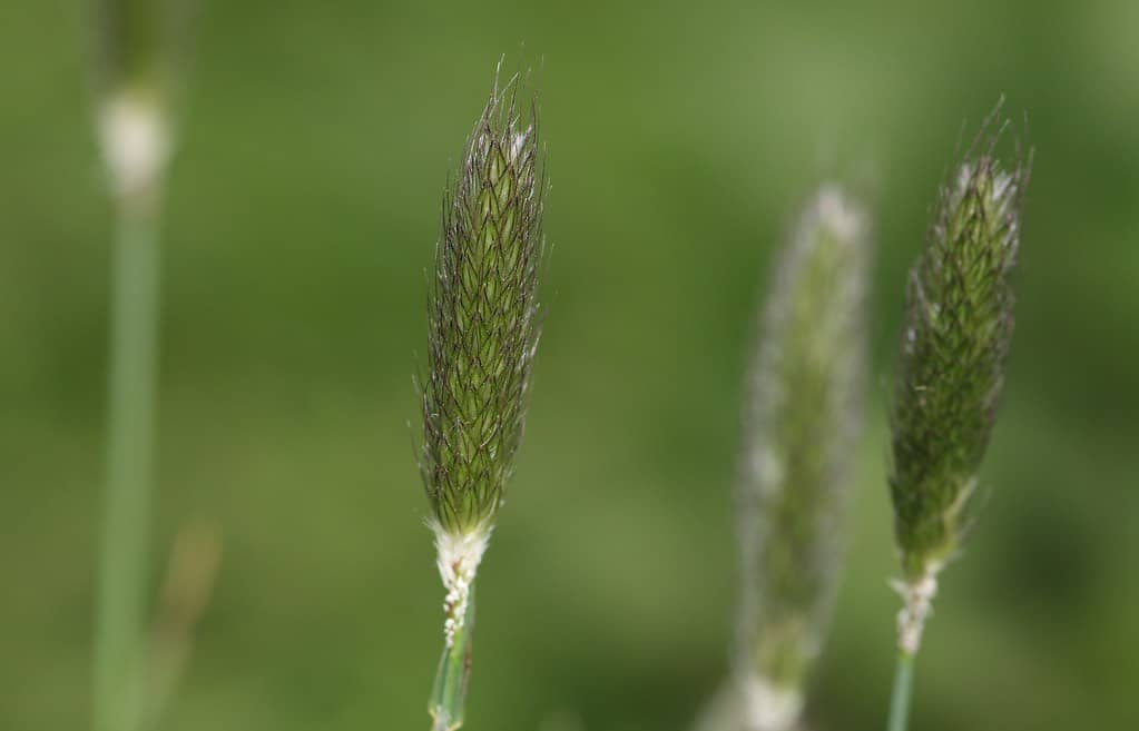 फ्लेम प्रैटेंस- टिमोथी घास- Phleum pratense