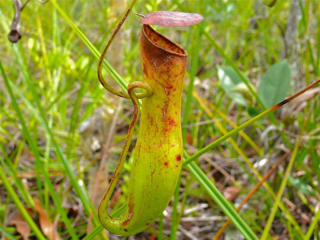 Pitcher Plant: पिचर पौधा क्या है?