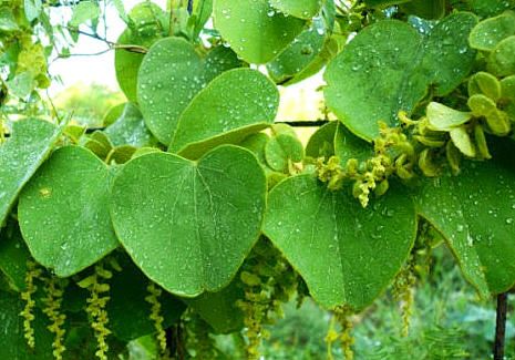 Abuta: अबूटा क्या है?