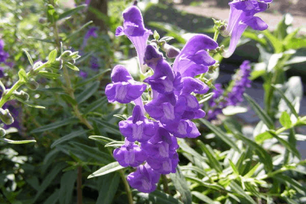 Baikal Skullcap: बेकल स्कलकैप क्या है?