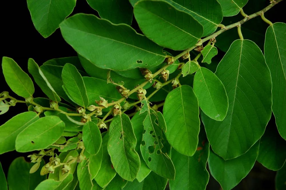 Bridelia: ब्रिडेलिया या किनो ट्री क्या है?