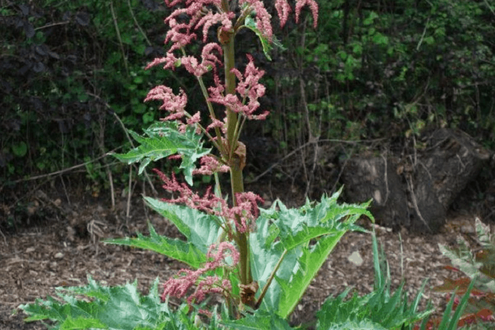 Chinese Rhubarb: चाइनीज रुबाब क्या है?